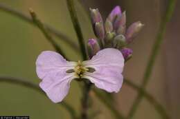 Plancia ëd Hesperidanthus linearifolius (A. Gray) Rydb.