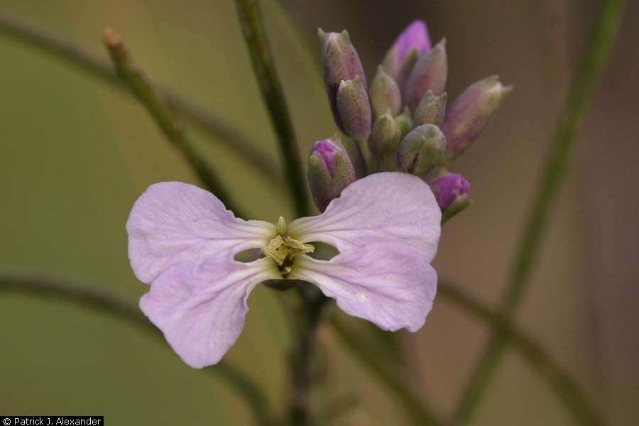 Image of slimleaf plainsmustard