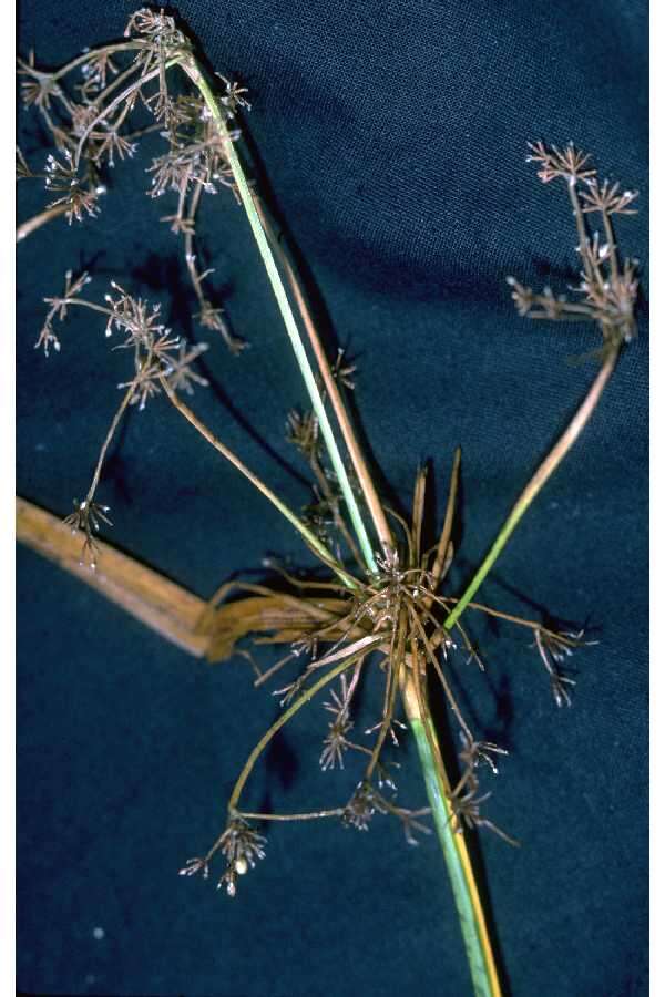 Image of panicled bulrush