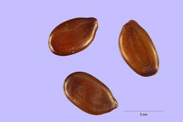 Image of acacia