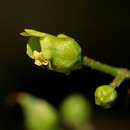 Image of mountain figwort