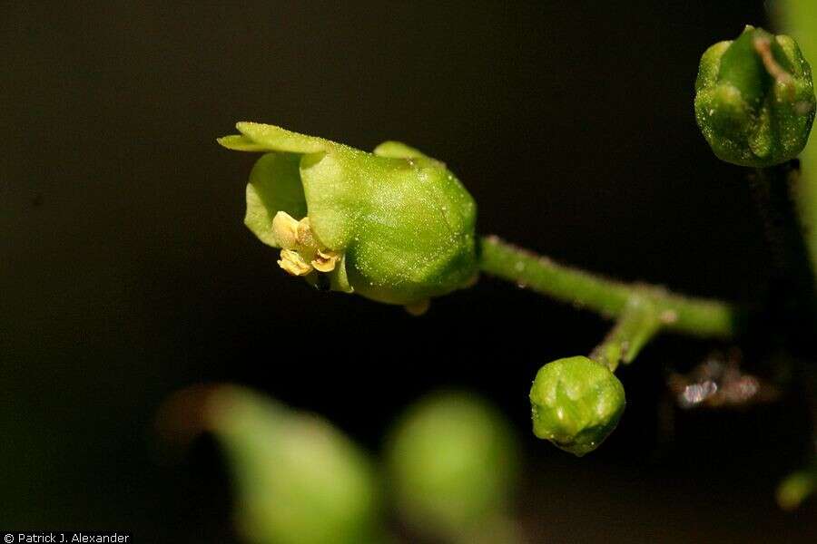 Image of mountain figwort