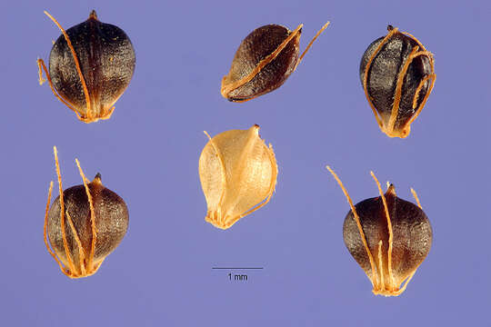 Sivun Schoenoplectiella mucronata (L.) J. Jung & H. K. Choi kuva