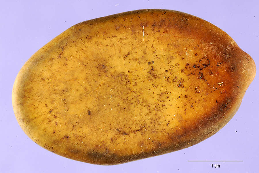 Plancia ëd Schizolobium parahyba (Vell.) S. F. Blake