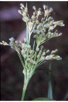 Image of rufous bulrush