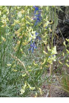 Image of hillside milkvetch