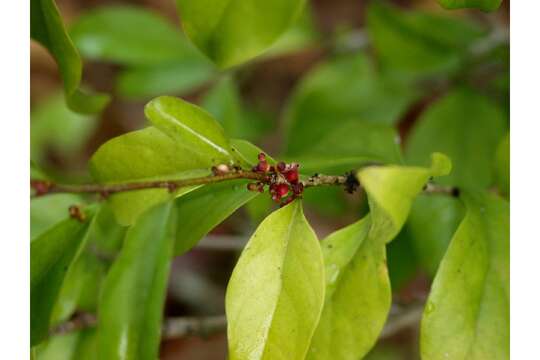 Image of gulf graytwig