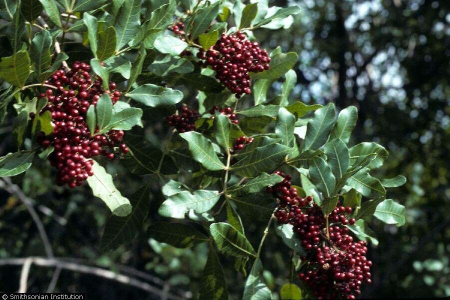 Image of Brazilian peppertree