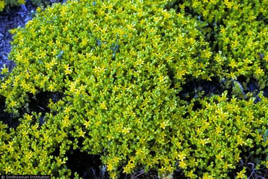 Image of Biting Stonecrop