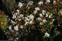 Image of White Stonecrop