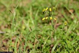 Image of nodding ragwort