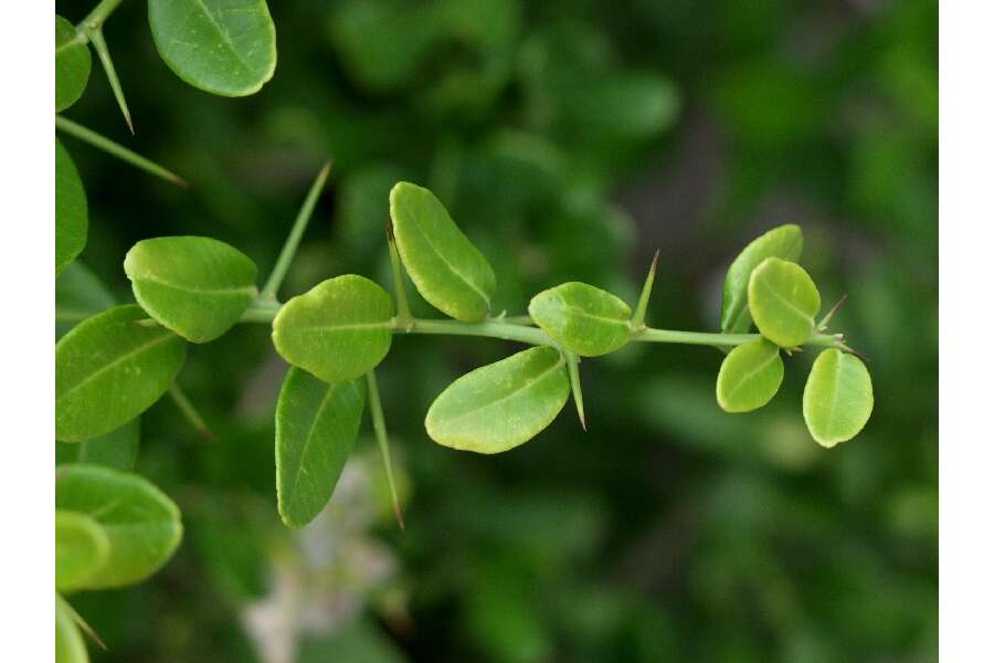 Atalantia buxifolia (Poir.) Oliv. resmi