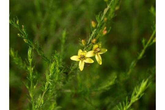 Image of Yaupon Black-Senna