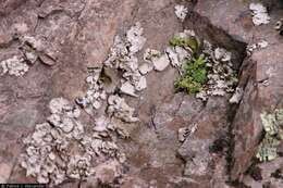 Image of Cockerell's stonecrop