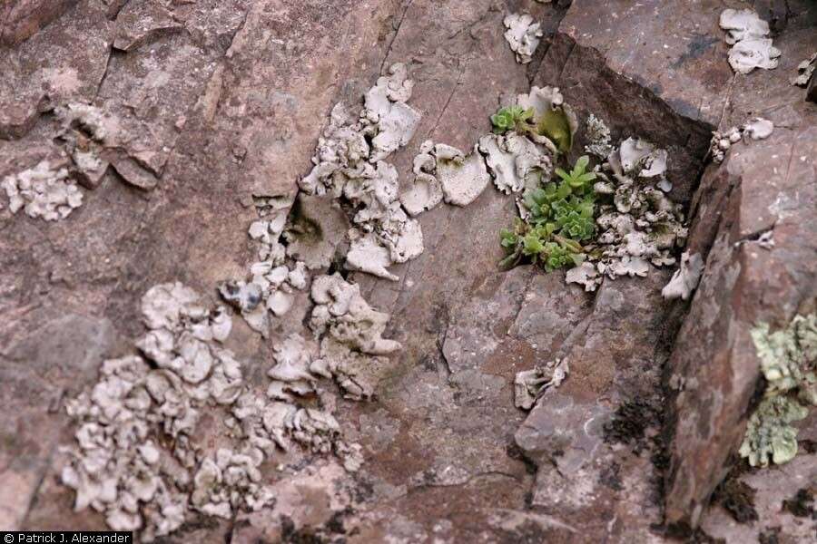 Image of Cockerell's stonecrop