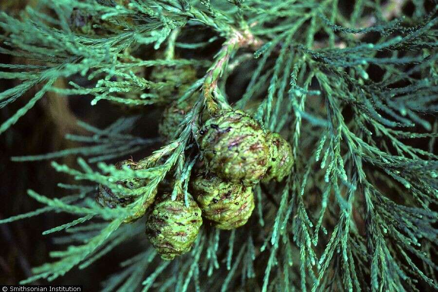 Image of giant sequoia