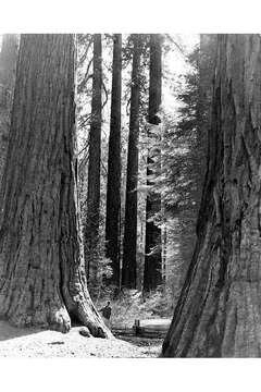 Image of giant sequoia