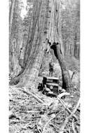 Image of giant sequoia