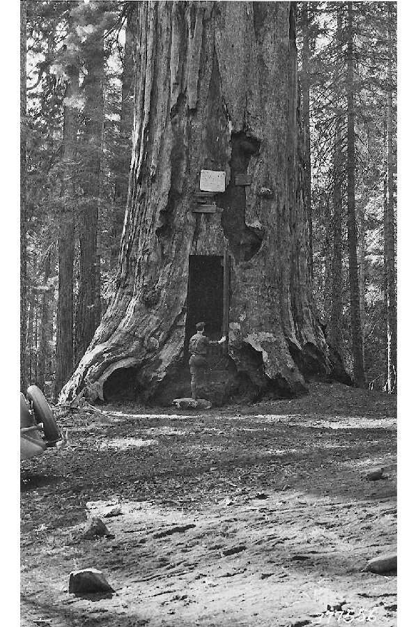 Image of giant sequoia