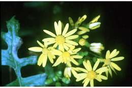 Image of butterweed