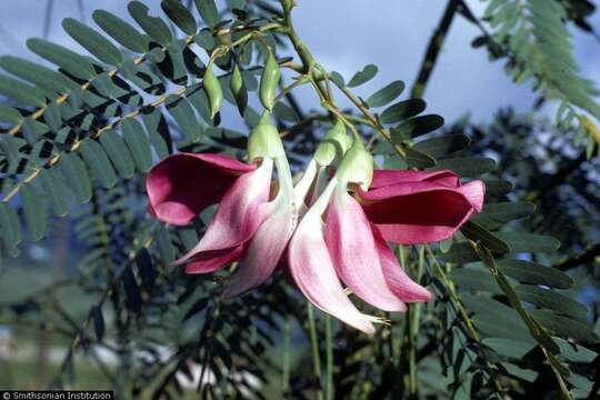 Image of vegetable hummingbird