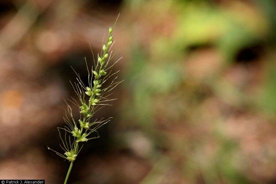 Image of Grisebach's bristlegrass