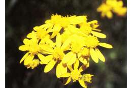 Image of water ragwort