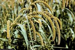 Image of Foxtail millet