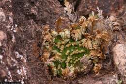 Image of flower of stone