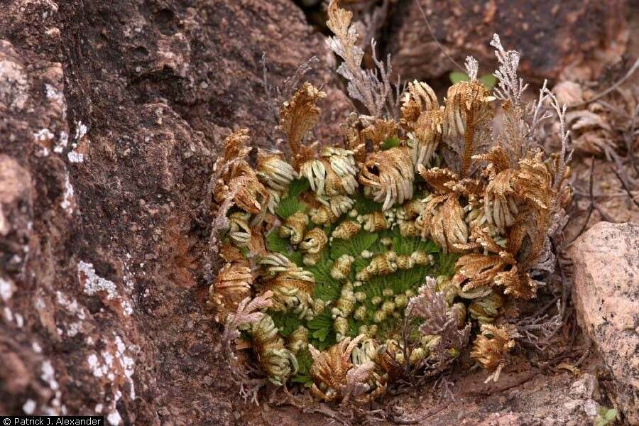 Selaginella lepidophylla (Hook. & Grev.) Spring resmi