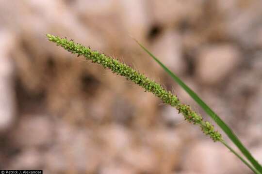 Image of streambed bristlegrass