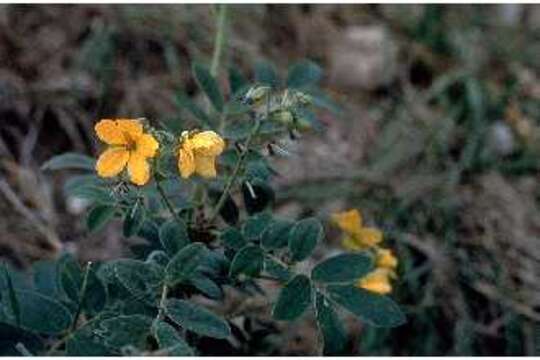 Image of velvet leaf senna