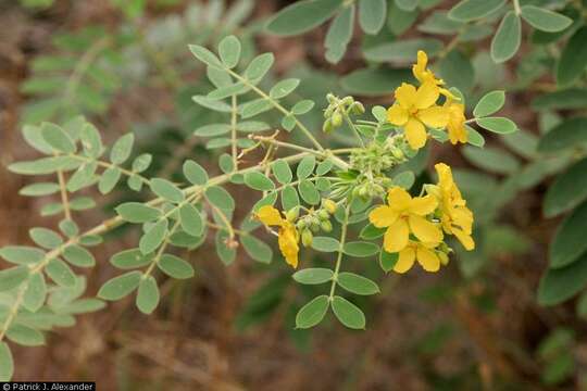 Plancia ëd Senna lindheimeriana (Scheele) H. S. Irwin & Barneby