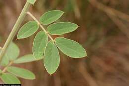 Image of velvet leaf senna