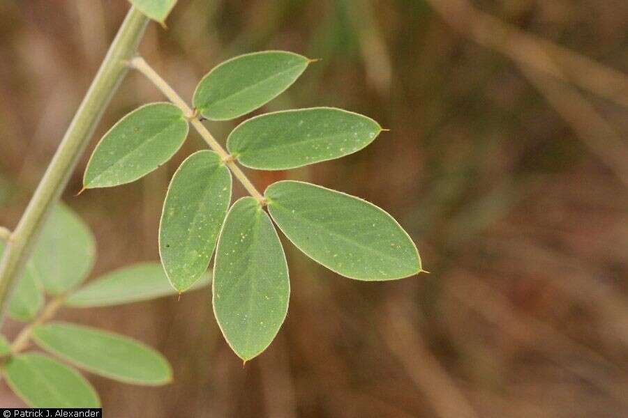 Image of velvet leaf senna