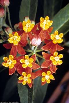 Image de Asclepias curassavica L.