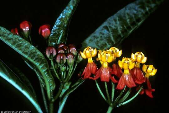 Image de Asclepias curassavica L.