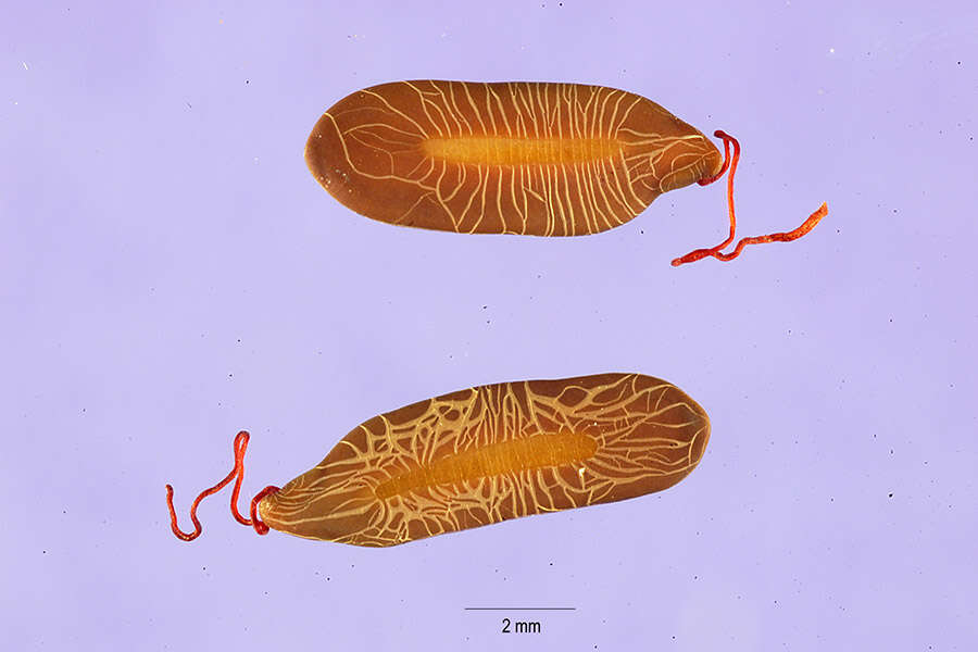 Image of false sicklepod