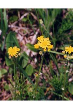 Image of ragwort