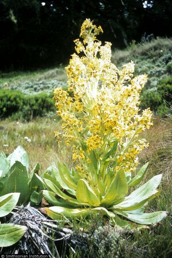 Image of ragwort