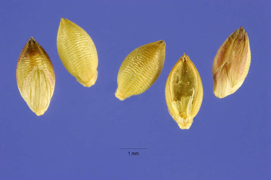 Слика од Setaria pumila subsp. pallidefusca