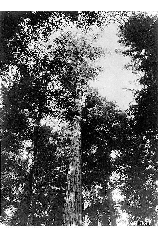 Sequoia resmi