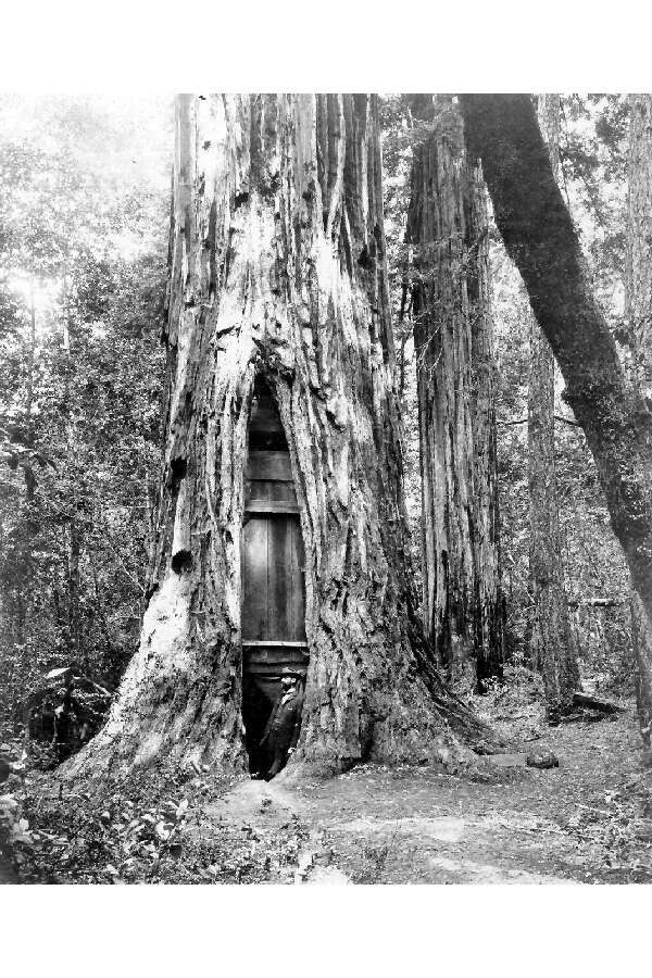 Image of redwood