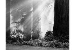 Sequoia resmi