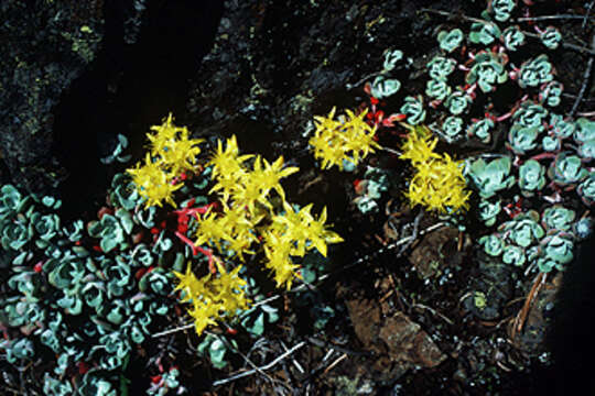 Imagem de Sedum spathulifolium Hook.