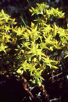 Sedum stenopetalum Pursh resmi