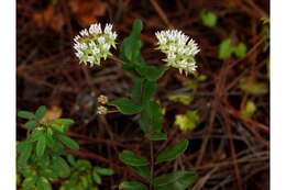 Image of Curtiss' milkweed