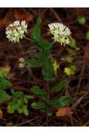 Sivun Asclepias curtissii A. Gray kuva