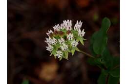 Sivun Asclepias curtissii A. Gray kuva