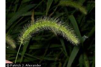 Image of green bristlegrass